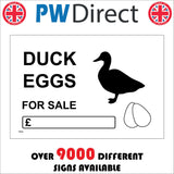 TR918 Duck Eggs For Sale