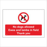 PR618 No Dogs Allowed Ewes Lambs In Field Thank You