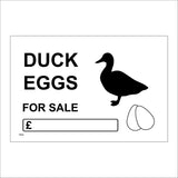 TR918 Duck Eggs For Sale