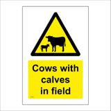 WT506 Cows With Calves In Field