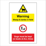 MU394 Warning Sheep Lambs In Field Dogs On Leads All Times