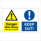 MU285 Danger Male Sheep These Animals Will Attack You