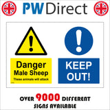 MU285 Danger Male Sheep These Animals Will Attack You