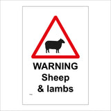 TR598 Warning Sheep And Lambs Grazing Farming Countryside