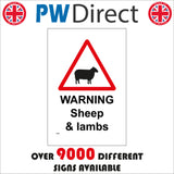 TR598 Warning Sheep And Lambs Grazing Farming Countryside
