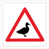 TR659 Duck Crossing Wildlife Countryside Outdoors