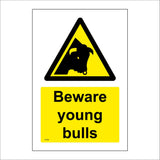 WT468 Beware Young Bulls