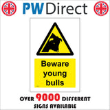 WT468 Beware Young Bulls