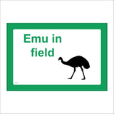 CM435 Emu In Field