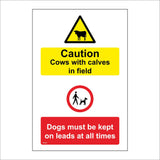 MU405 Caution Cows With Calves In Field Dogs On Leads All Times