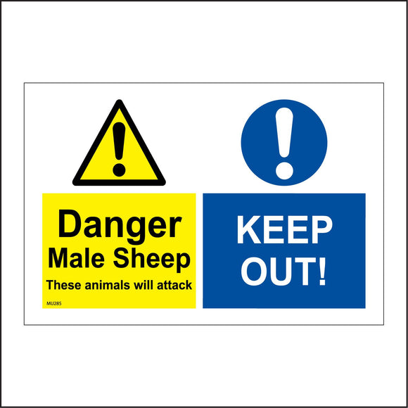 MU285 Danger Male Sheep These Animals Will Attack You